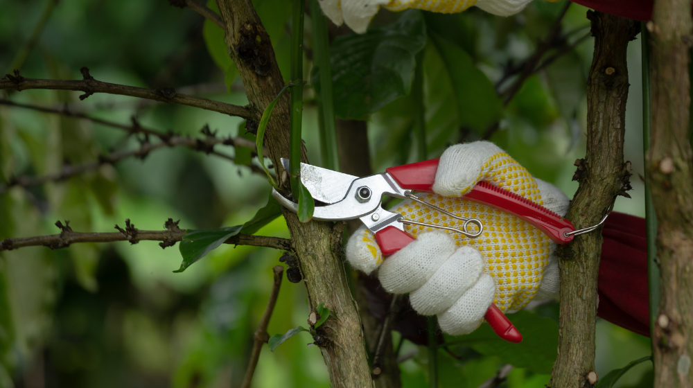 Kiedy przycinać drzewa owocowe?