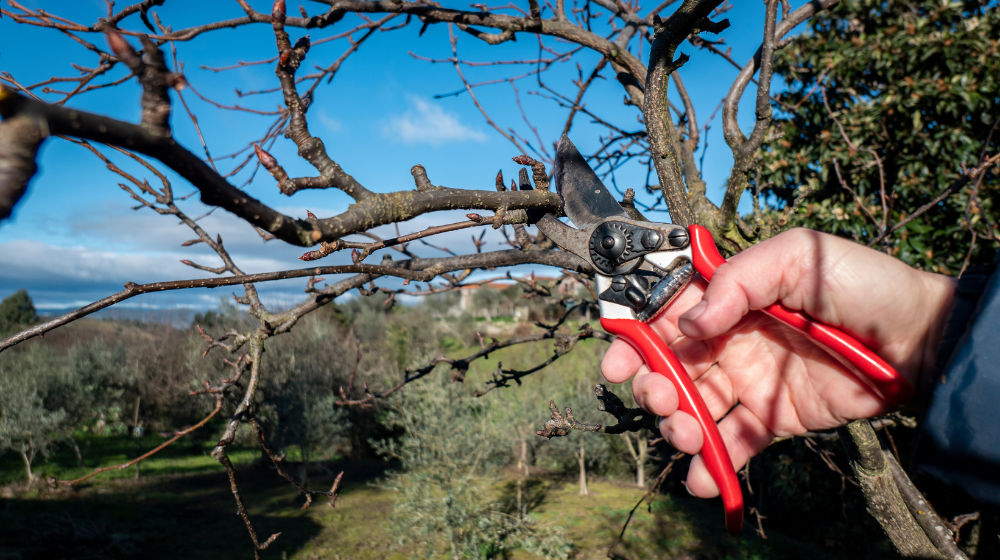 Kiedy przycinać drzewa owocowe - Domki modułowe i Pawilony handlowe