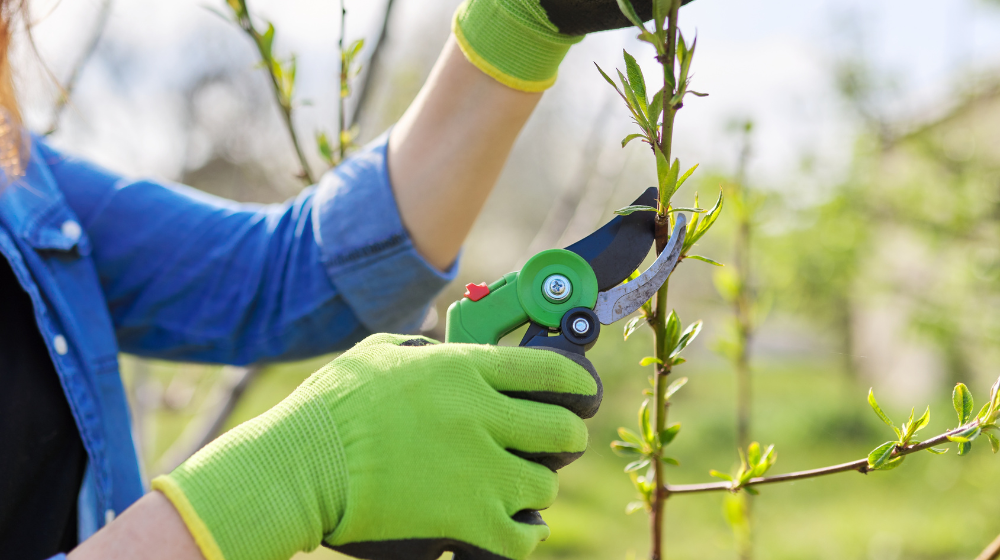 Najczęstsze błędy przy przycinaniu drzew owocowych