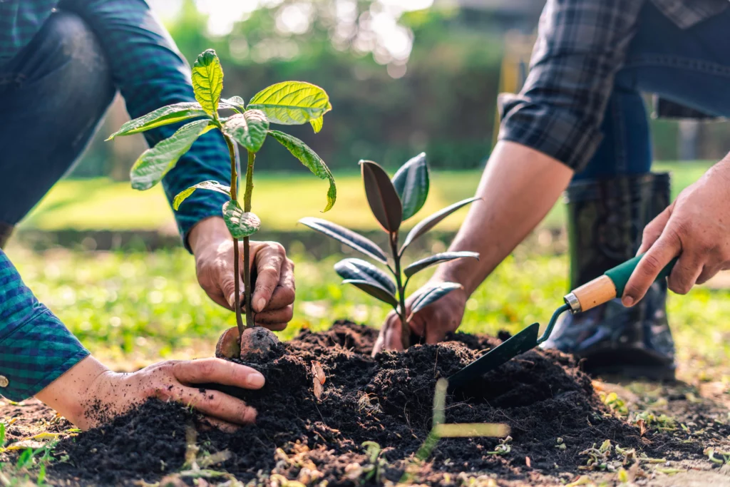 Odległość drzew od granicy działki