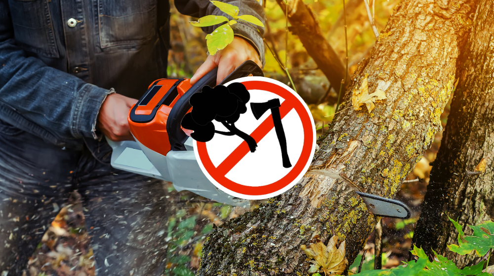 Projekt zmian w przepisach o wycince drzew wstrzymany