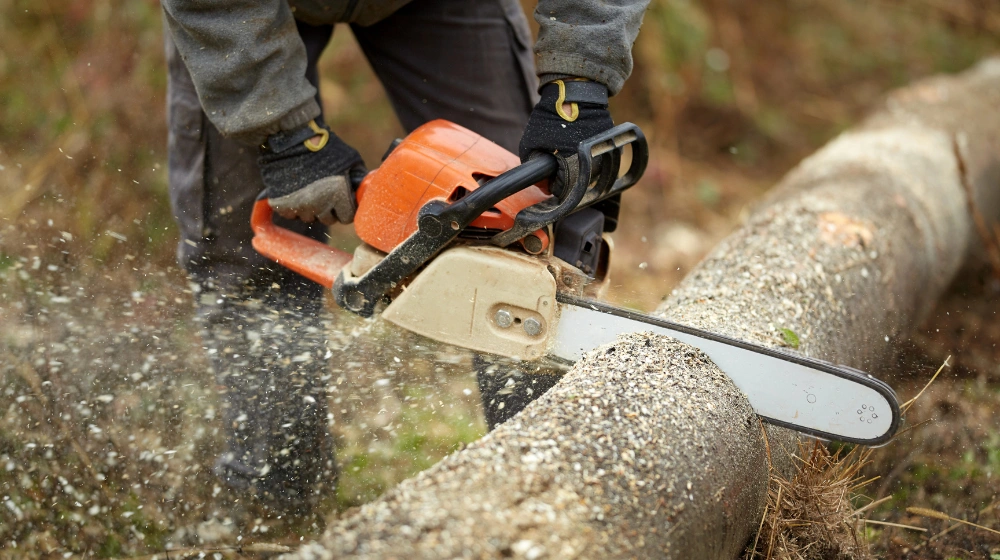 Wycinka drzew - zmiany w wycince od lipca 2025 roku!