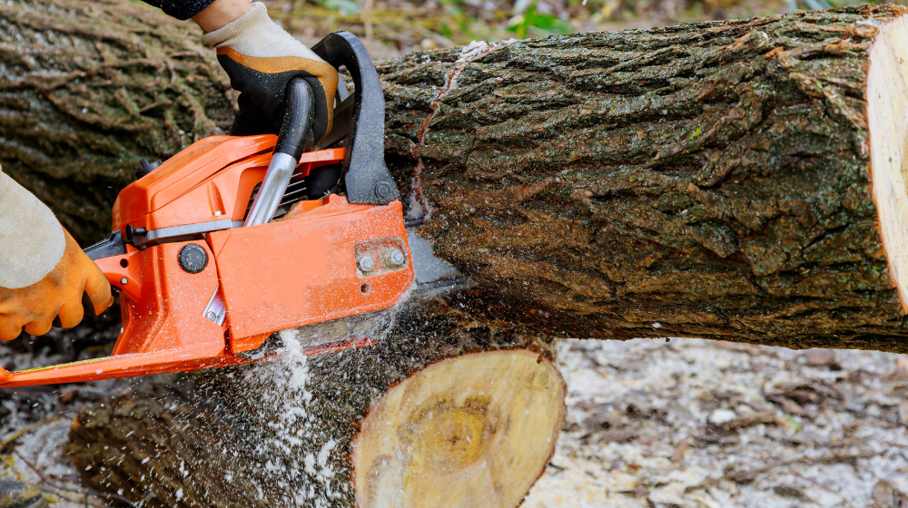 Wycinka drzew na działce od 16 października 2025 - Domki modułowe i Pawilony handlowe