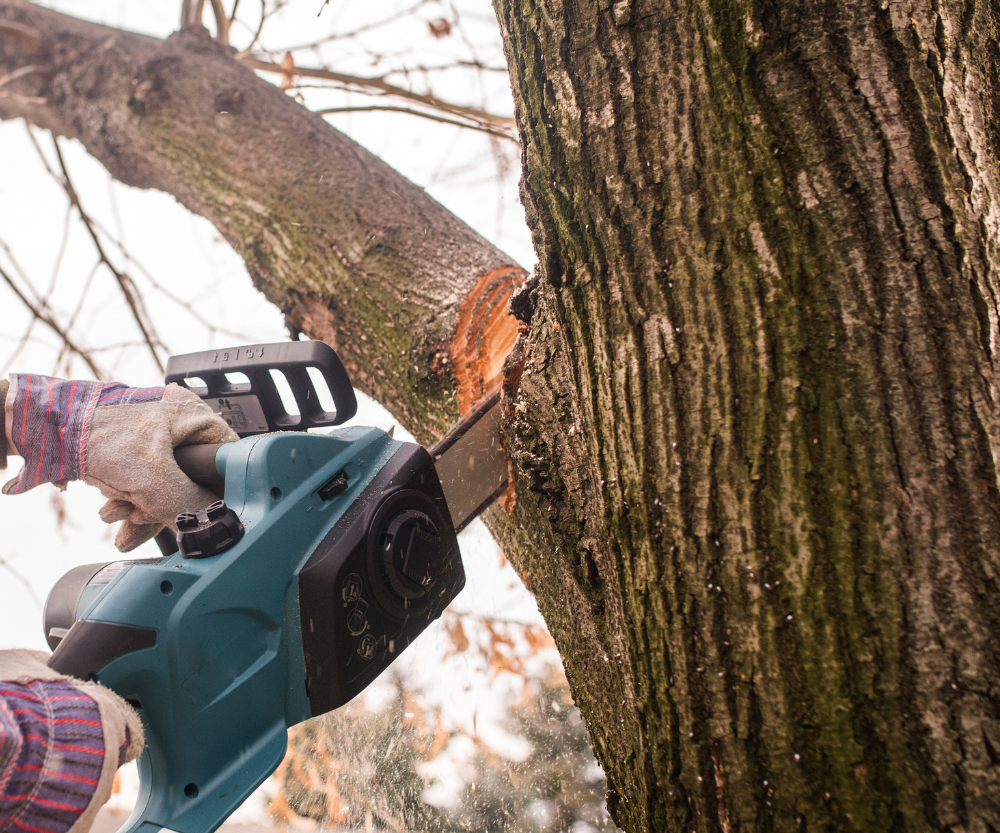 Wycinka drzew na działce od 16 października 2025 FAQ - Domki modułowe i Pawilony handlowe