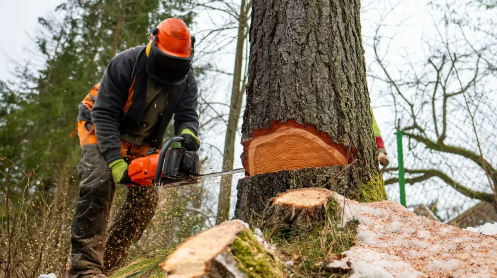 Wycinka drzew w 2026 roku na posesji prywatnej - Domki modułowe i Pawilony handlowe